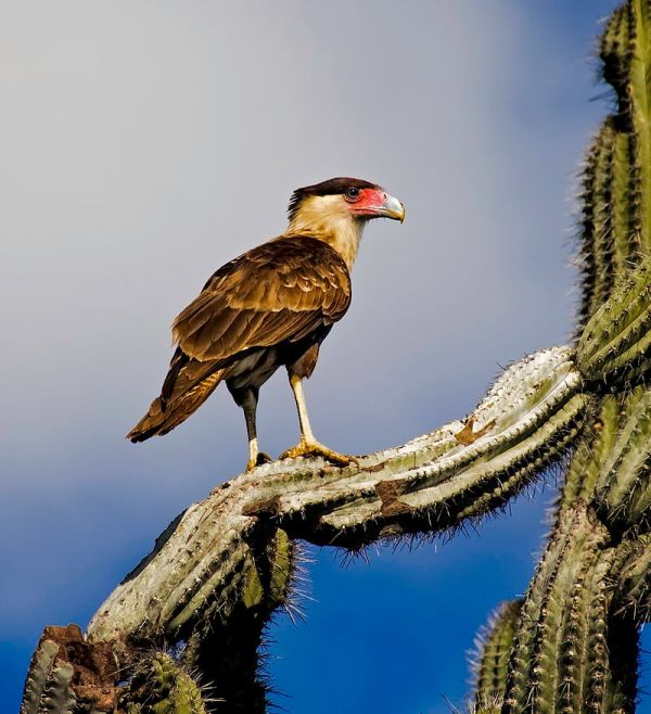 crested_caracara_perched_on_a_cactus